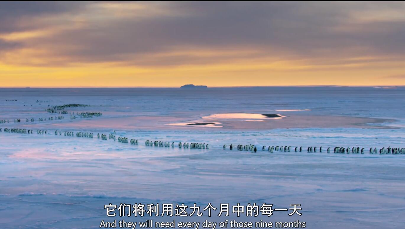 【英语中英字幕】BBC Earth系列纪录片：动物王朝——企鹅 全1集 超清1080P图片 No.2