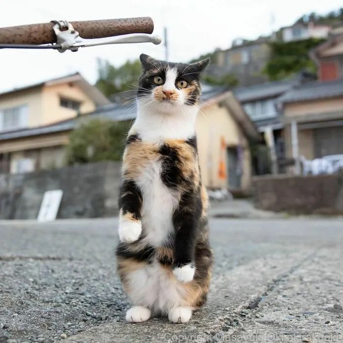 他镜头下东京街头的流浪猫日常，也太快乐了！_图片 No.34