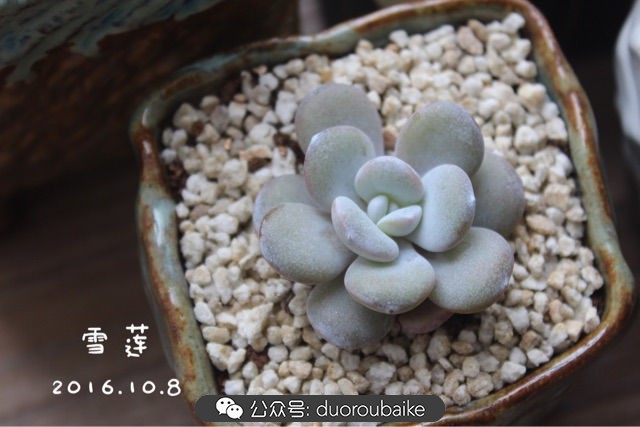 活取肉莲是什么「精华」-图26