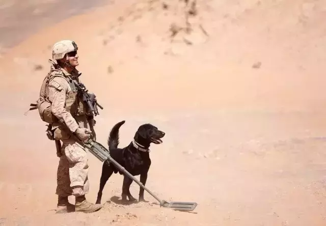 what happens to military dogs after retirement