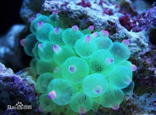 這些海裡的奇怪生物你見過多少 天天看點