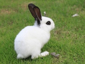 巨蟹座的生肖兔的性格是怎样的？最容易吃亏的特点是什么？