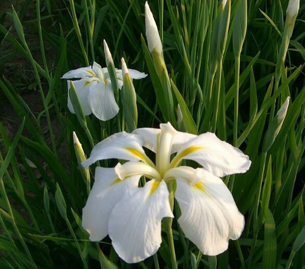 每日花语 5月10日花菖蒲 同日之星祖海 于震 图 5月10日花祝福 5月10日出生的朋友们生日快乐 5月10日出生的名人5月10日重大事件