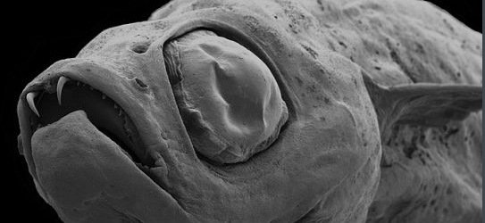 海洋中的 怪物 看起來 令人驚歎 天天看點