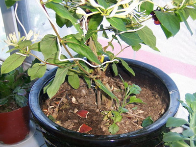 以前我的大花犀角快成黑飞乐园了,我用了香山杀虫王,阿维菌素都效果不