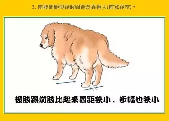 影响狗狗一生的髋关节，疼痛到狗狗无法行走！主人一定要注意起来