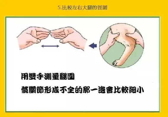 影响狗狗一生的髋关节，疼痛到狗狗无法行走！主人一定要注意起来
