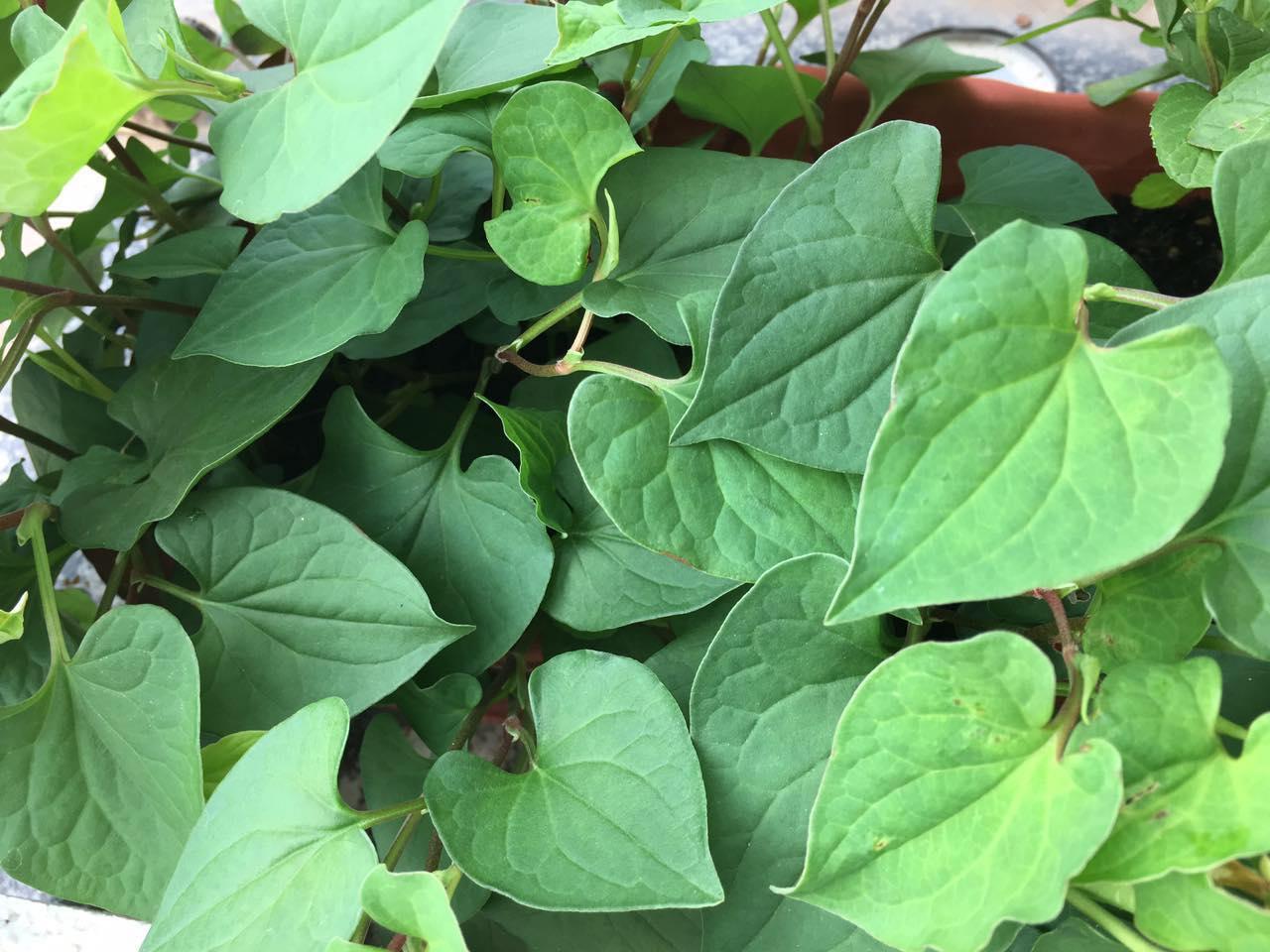 家里种的鱼腥草怎么做好吃？简单美味做法分享