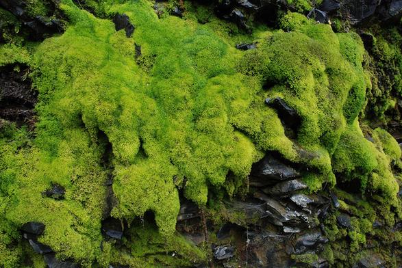 苔藓植物:植物中的“小矮人”