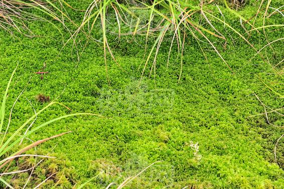 苔藓植物：植物中的“小矮人”