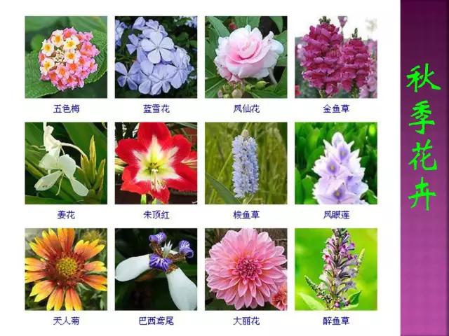 春夏秋冬，四季的开花花卉终于找全了