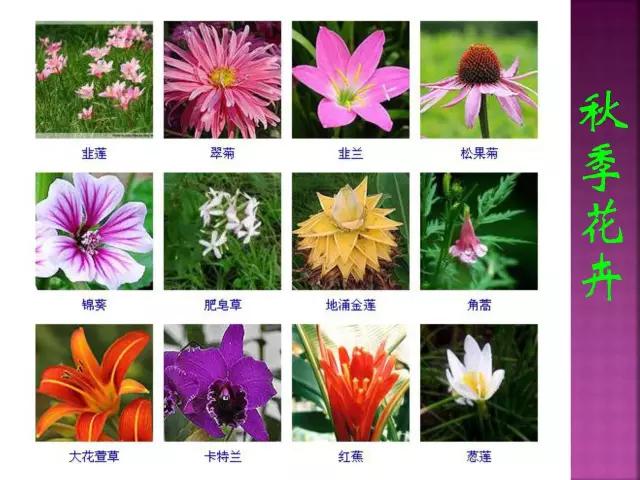 春夏秋冬，四季的开花花卉终于找全了