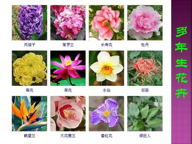 春夏秋冬，四季的开花花卉终于找全了