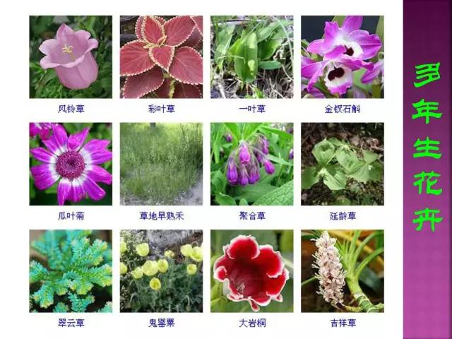春夏秋冬，四季的开花花卉终于找全了