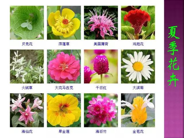 春夏秋冬，四季的开花花卉终于找全了