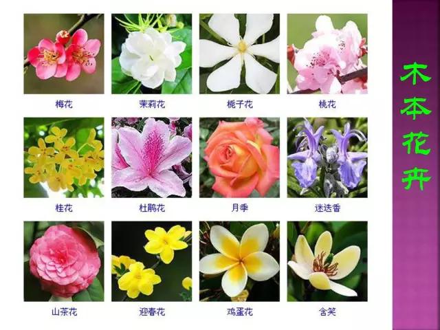 春夏秋冬，四季的开花花卉终于找全了