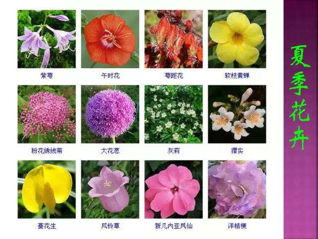 春夏秋冬，四季的开花花卉终于找全了