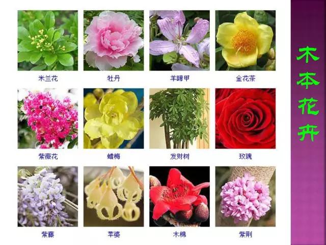 春夏秋冬，四季的开花花卉终于找全了