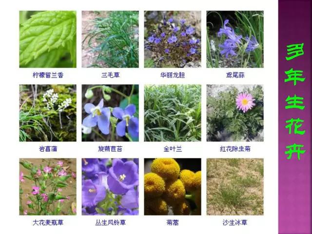春夏秋冬，四季的开花花卉终于找全了