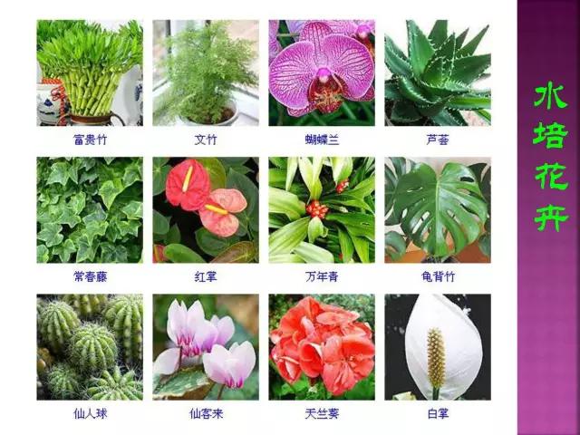 春夏秋冬，四季的开花花卉终于找全了