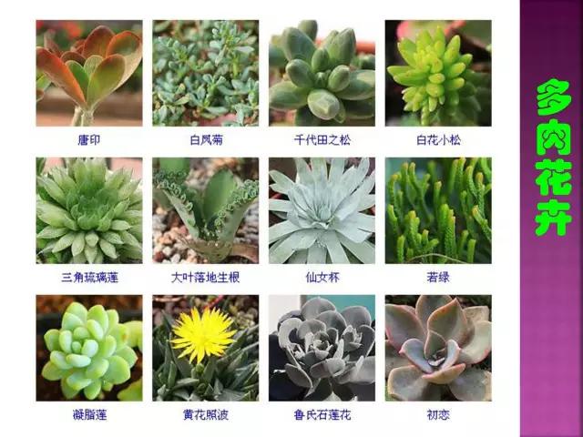 春夏秋冬，四季的开花花卉终于找全了