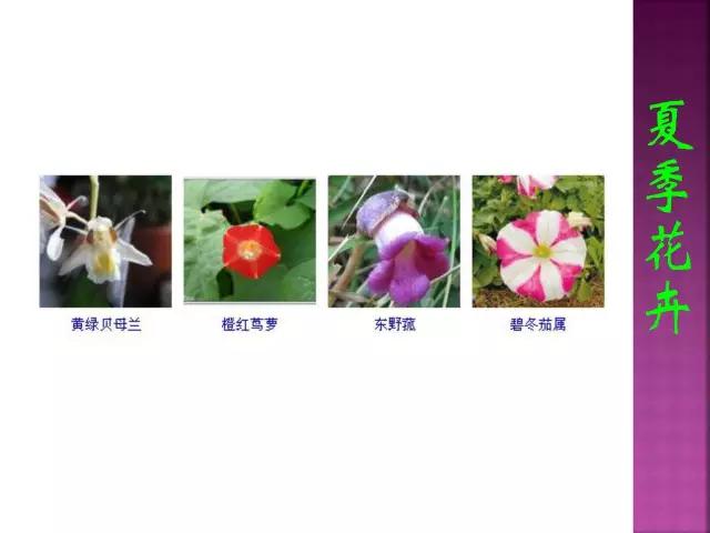 春夏秋冬，四季的开花花卉终于找全了