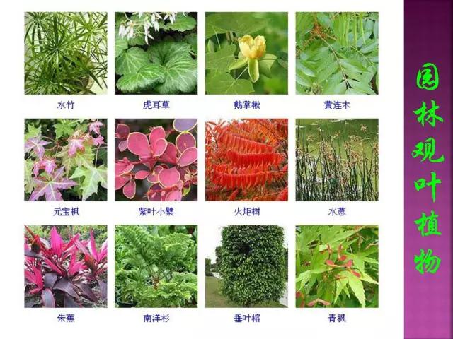 春夏秋冬，四季的开花花卉终于找全了