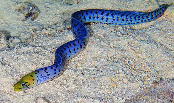 这个世界上10种蓝色的生物,有一种特别神秘