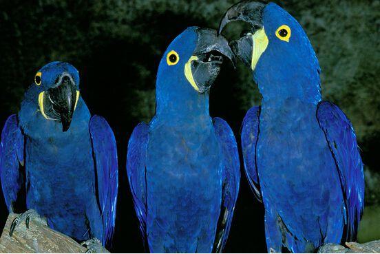 这个世界上10种蓝色的生物,有一种特别神秘