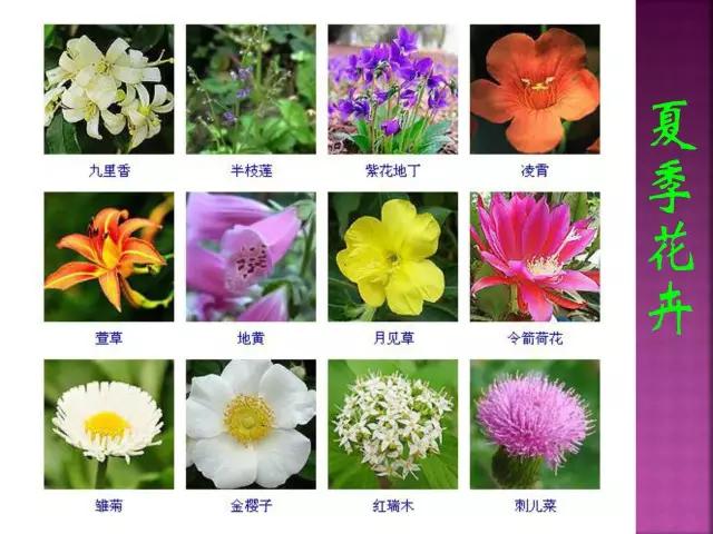 春夏秋冬，四季的开花花卉终于找全了