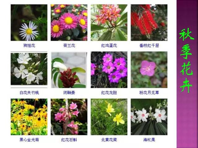 春夏秋冬，四季的开花花卉终于找全了