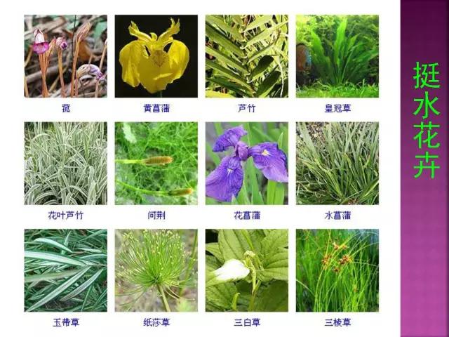 春夏秋冬，四季的开花花卉终于找全了