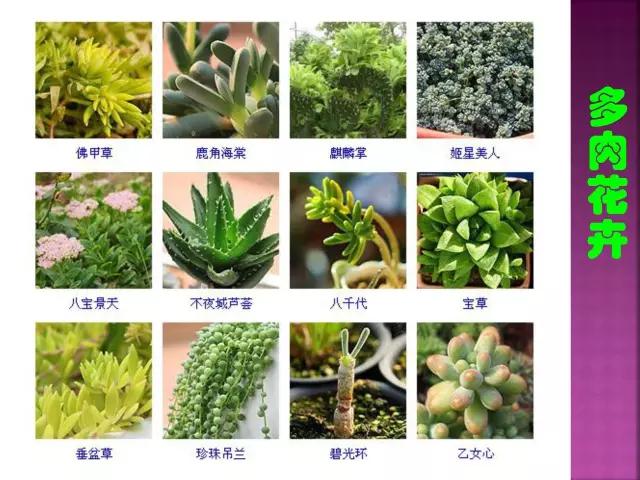 春夏秋冬，四季的开花花卉终于找全了