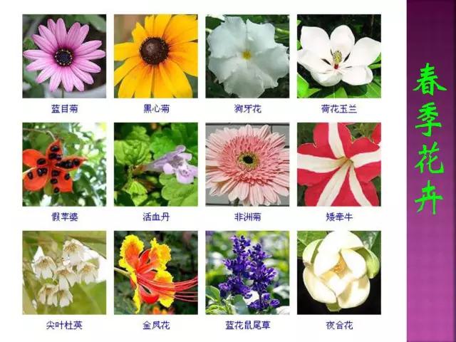 春夏秋冬，四季的开花花卉终于找全了