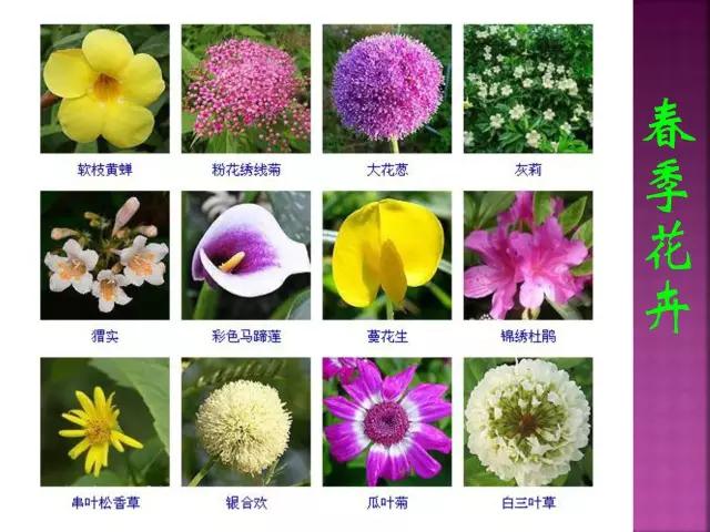 春夏秋冬，四季的开花花卉终于找全了