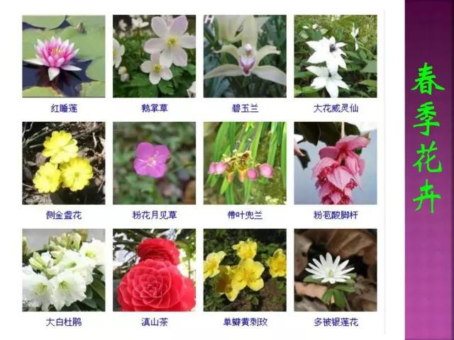 春夏秋冬，四季的开花花卉终于找全了
