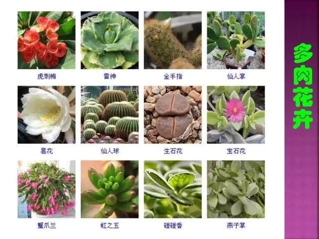 春夏秋冬，四季的开花花卉终于找全了