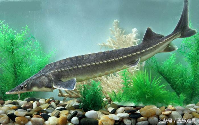 干货,鲟鱼的营养价值及食用禁忌