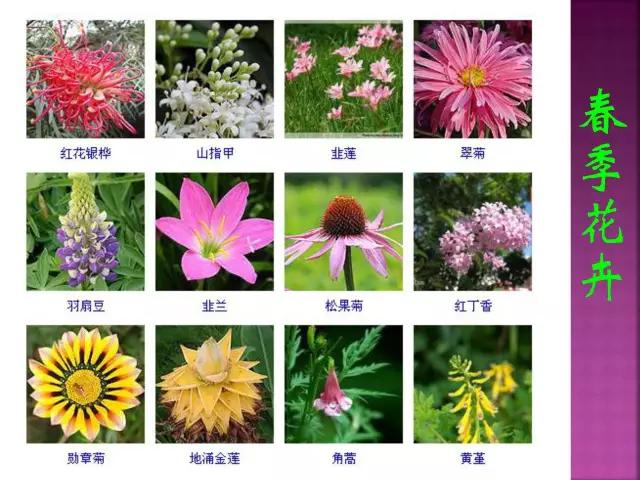 春夏秋冬，四季的开花花卉终于找全了