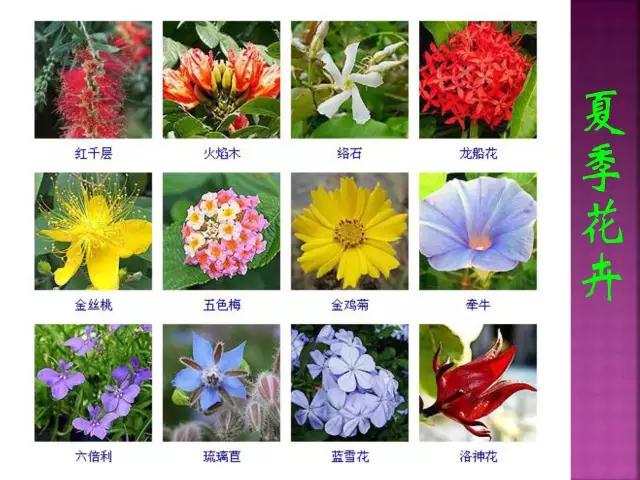 春夏秋冬，四季的开花花卉终于找全了