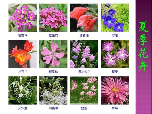 春夏秋冬，四季的开花花卉终于找全了