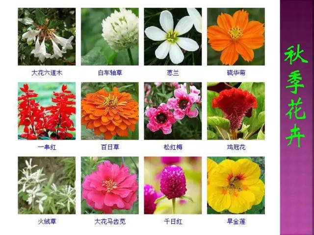 春夏秋冬，四季的开花花卉终于找全了