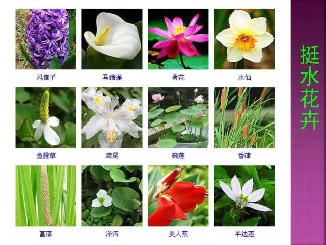 春夏秋冬，四季的开花花卉终于找全了