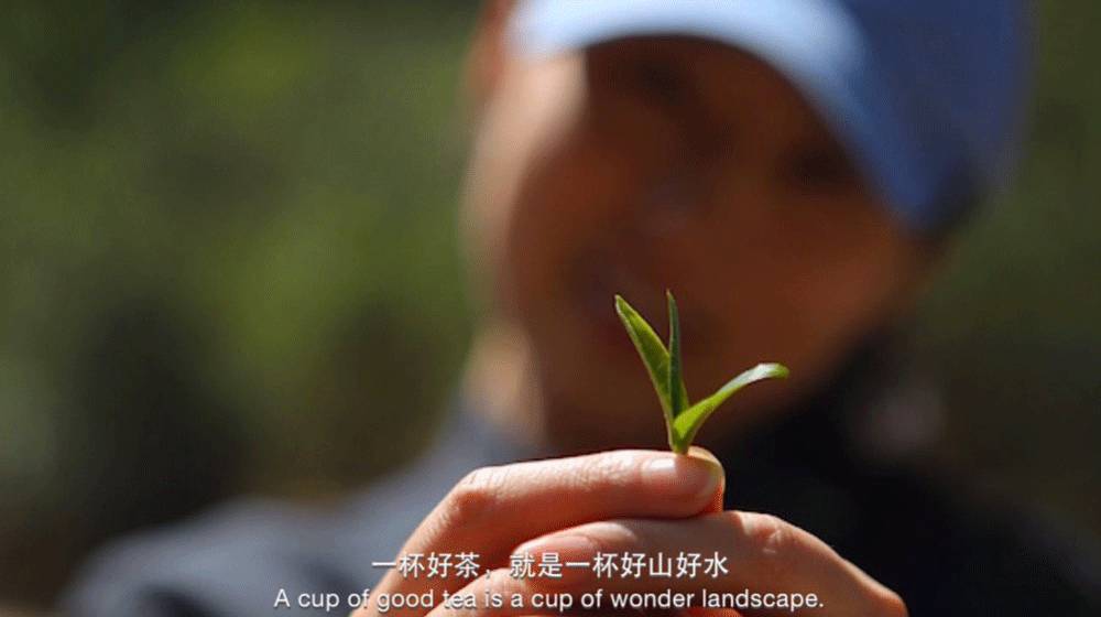 普洱茶从入门到精通的100个专业术语（收藏）