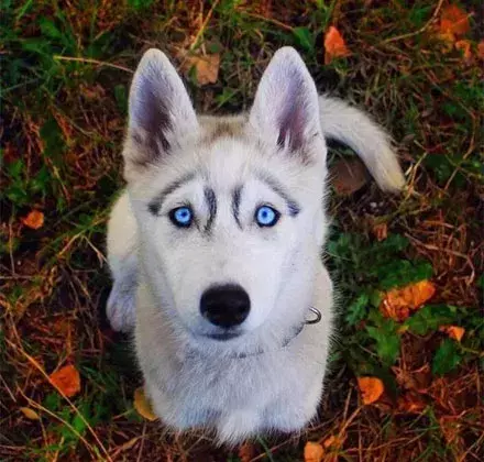 这两只天生自带八字眉的哈士奇,简直承包了我一整年的笑点