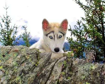 这两只天生自带八字眉的哈士奇,简直承包了我一整年的笑点