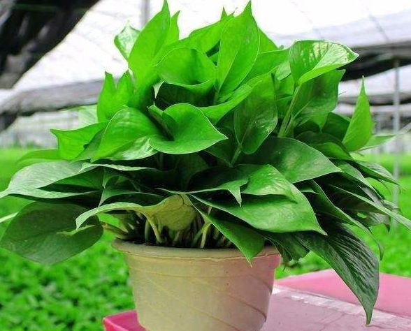 绿萝介绍,种植及作用,新鲜空气小天地