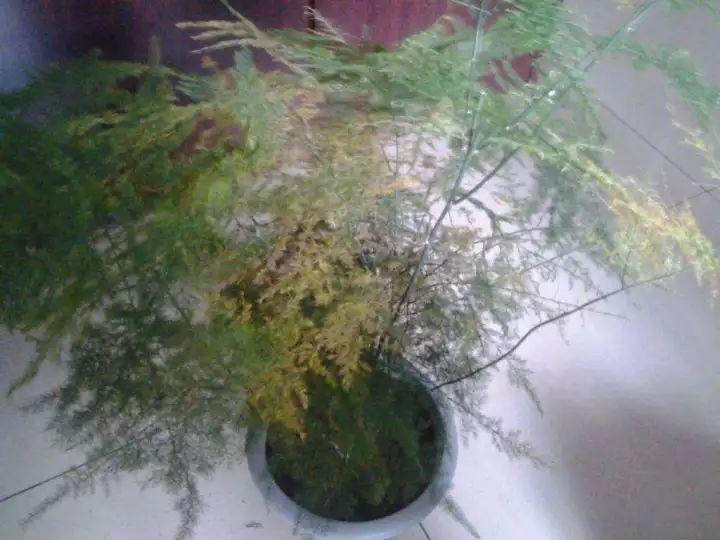 文竹、绿萝冬天这样养，叶子一片不发黄，再冷也冻不死