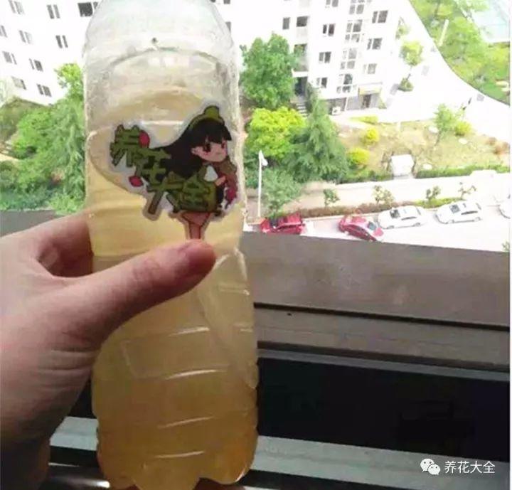 文竹、绿萝冬天这样养，叶子一片不发黄，再冷也冻不死