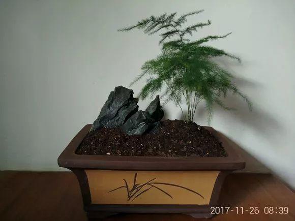 文竹、绿萝冬天这样养，叶子一片不发黄，再冷也冻不死